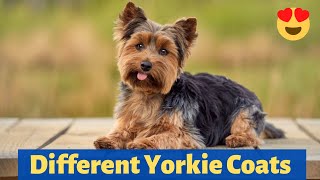 What are the different types of Yorkie Coats? How to Groom each of the Coats?