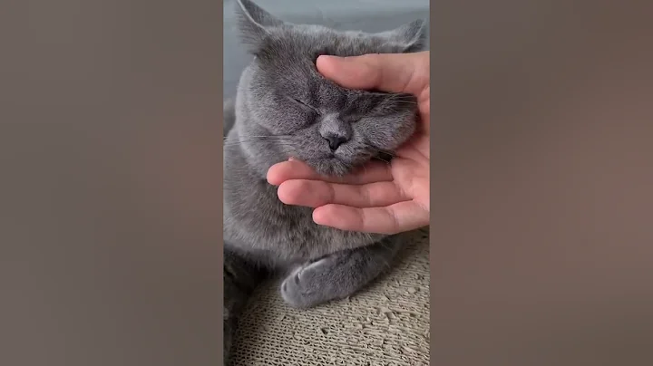 Watch the video about #shorts #cat 🐾#cute😻#cool😎 #cattok #tiktok #catshorts 🐈 #catlover💕#catlove #meows_luv #meow #funny 😹