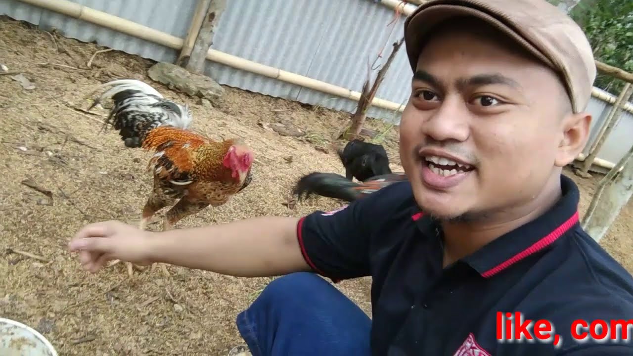 Beternak ayam kampung || ayam kampung ketika lagi di kasih makan 