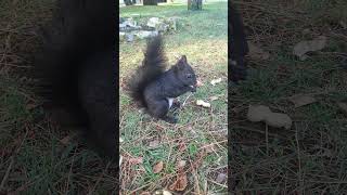 Tree squirrel Maya chases other squirrels, Sciurus Vulgaris, #shorts