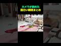 カメラが納めた面白い瞬間まとめ😂🤣😂 #fun #funny #funnyvideos