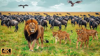 Our Planet | 4K African Wildlife - Great Migration from the Serengeti to the Maasai Mara, Kenya #24