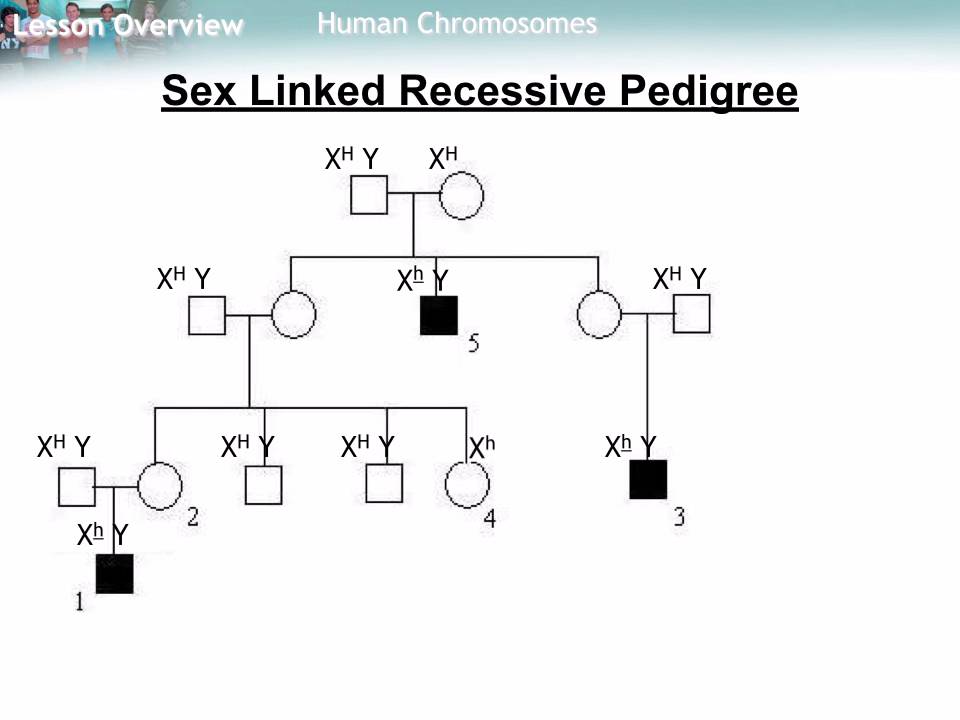 Sex Linked Recessive Pedigree Youtube | Free Hot Nude Porn Pic Gallery