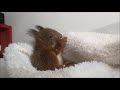 Bibi das Eichhörnchenbaby & seine erste Nuss - Handaufzucht - Sciurus Vulgaris