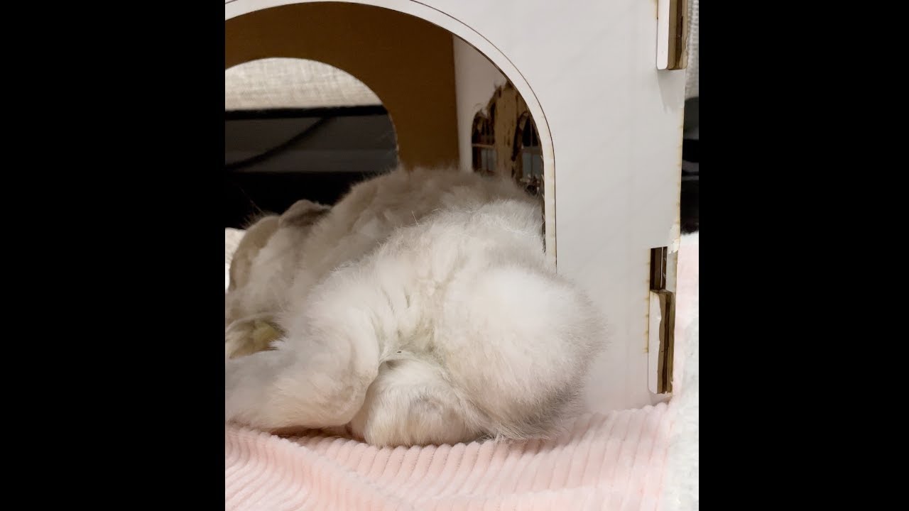 Best feeling ever when you gain trust from a bunny 🐰🥰