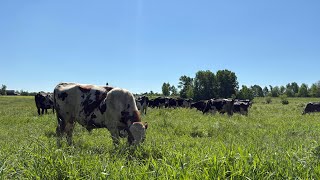 A good day on the farm: Chopping finished & Cows grazing 