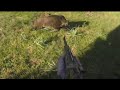 Wonderful Shots Wild Boar Hunting 2021 / Wildschweinjagd /Caza de jabalíes