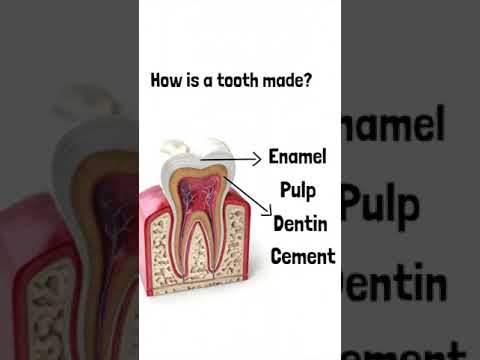 Videó: A dentin keményebb, mint a zománc?
