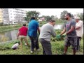 Akshayanagara lake  alligator weed removal from the lake water 8