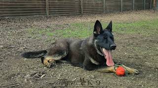 Немецкая овчарка. Зовут АГАТ. Питомник ПРОГРЕСС К-9. German shepherd dog.