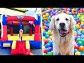DOG GETS BOUNCE HOUSE FOR FOURTH BIRTHDAY