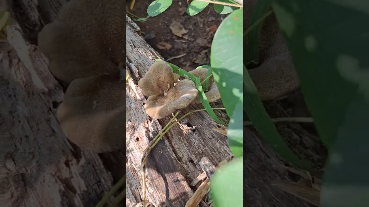 @ ฝนตกมาแรงหลายครั้งเหตุผลเริ่มออกแล้วครับเก็บเห็ดขอนแกงกัน