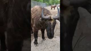 Takin goats closer look / Tallinn Zoo, Estonia