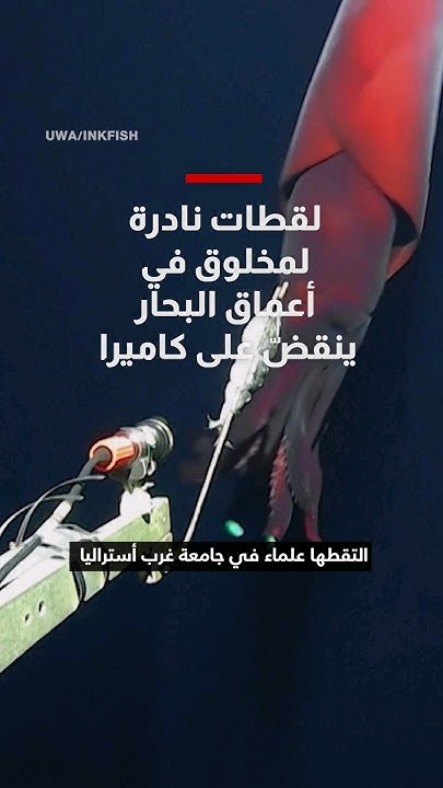               
 - نشر قبل 11 ساعة