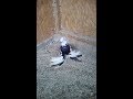 Узбекские голуби 2020. Uzbek pigeons 2020.  Обзор молодых.