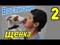 Воспитание щенка .Когда  начинать обучение .When to start learning puppy. What can be taught .