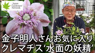 【JGN】金子明人さんお気に入りのクレマチス　Let's talk to Akihito Kaneko about his favorite clematis.