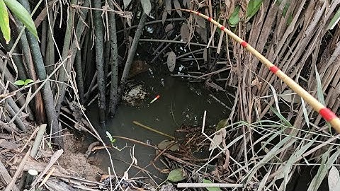 Tập 74 : hôm nay tôi câu cá rô đồng trúng luồng cá rô dài