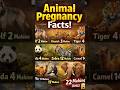 How Long Are Animals Pregnant? 🐾#shorts #animals #facts