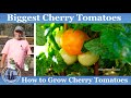 How to Grow Cherry Tomatoes l Biggest Cherry Tomatoes