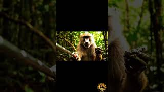 Monkey King First Vlog 1M views #challenge #1million #views #for #firstvlog #monkeyking #vlog