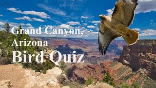 Bird Quiz: Unique Summer Birds of Grand Canyon, Arizona by Absorbed In Nature 98 views 3 months ago 3 minutes, 2 seconds
