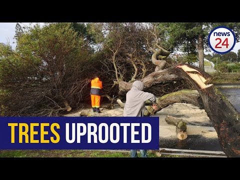 WATCH | Storm batters Cape Town, strong winds uproot trees