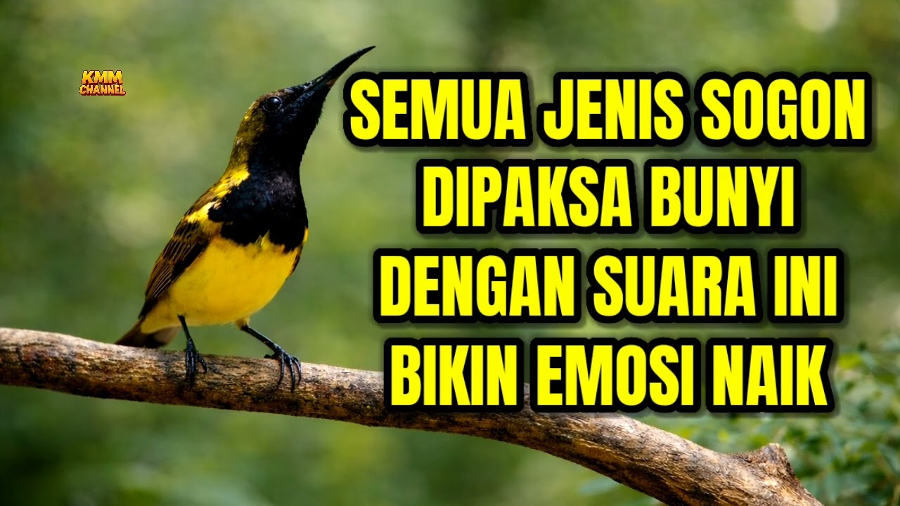 99,9% DIJAMIN BUNYI‼️ Pancingan sogon agar emosi ngleper