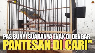 PANTESAN BANYAK YG NYARI BURUNG INI ! KALAU SUDAH GACOR SUARANYA MEWAH ! ENAK DI DENGAR