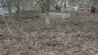 Huntihg Teckel On Trening