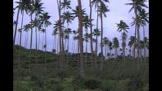 Taveuni Island, Fiji