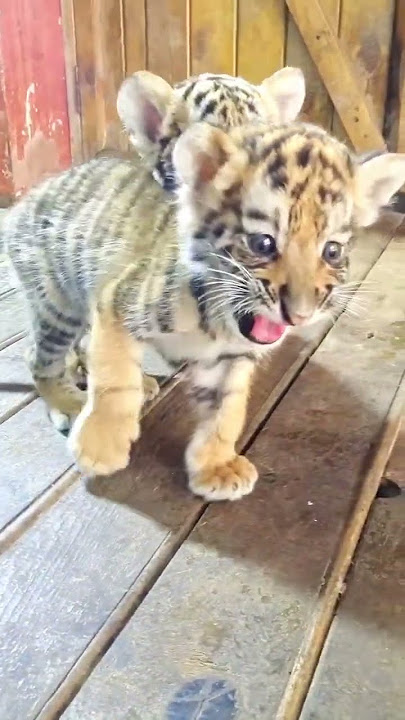 🐯🐯🐯 OMG!!! adorable  roar  baby #tigercub #tiger #kitten #foryou #fpy #cute #kitty
