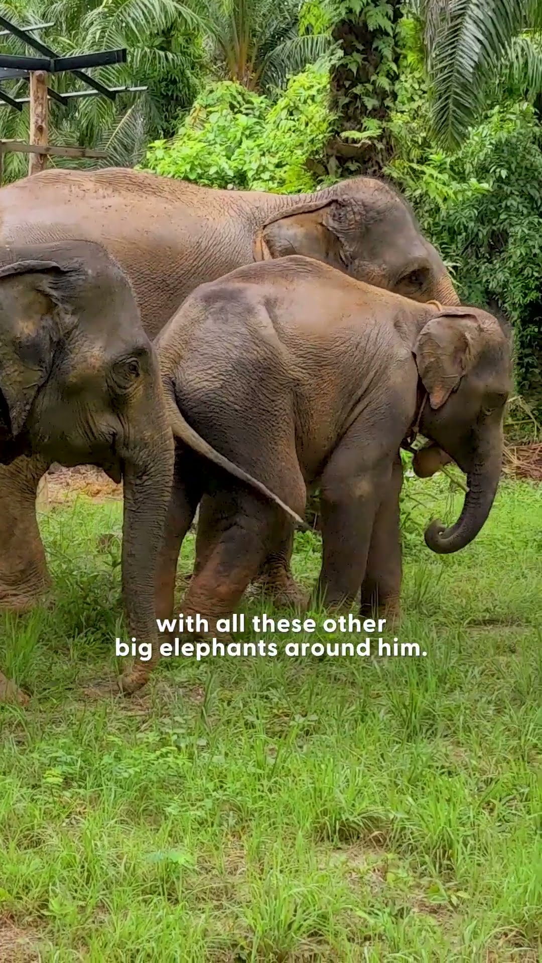 Baby Elephant Forced To Work At A Camp Is Thrilled To Be Freed From Chains | The Dodo