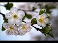 Воспоминание о весне. Музыка. Memories of spring. Music.