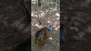 Exploring  the woods with Luka