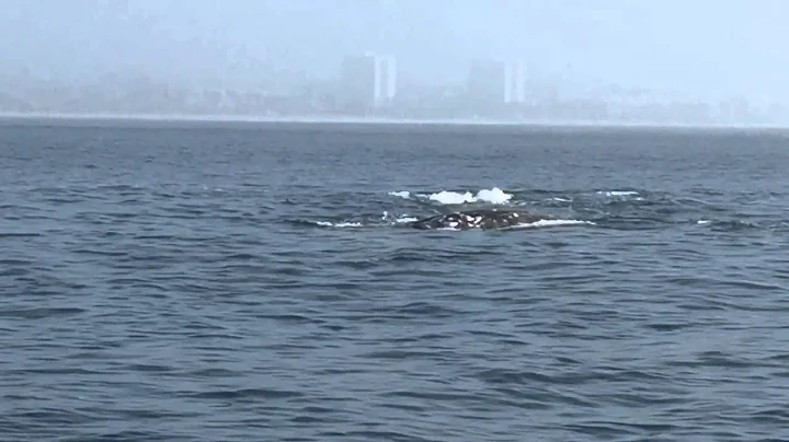 Three grey whales off of Santa Monica