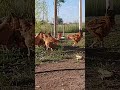 Esto es vida