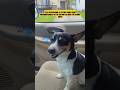 I BOUGHT A CAR WASH. #shorts #carwash #automobile #business #love #realestate #property #dog #maga