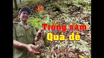 Trồng sâm Ngọc Linh || Kỹ thuật quá đơn giản