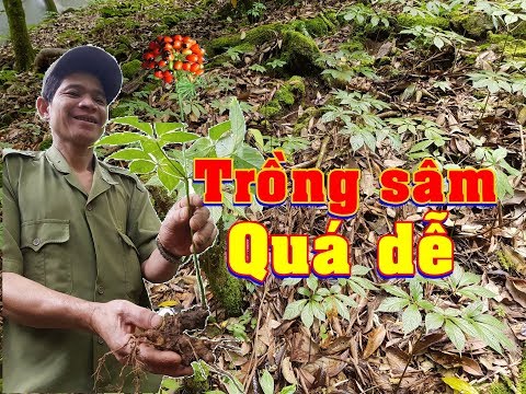 Video: Làm thế nào để bạn trồng một cây linh sam Hàn Quốc từ hạt giống?