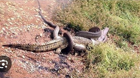 Crocodile Vs. Python: EPIC BATTLE in the Wild! (2024)