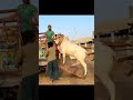 Qurbani 2024 for Usama #shorts #viralshorts #shortfeed