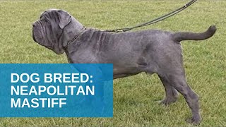 Dog Breed Video: Neapolitan Mastiff Dog Breed Video: Neapolitan Mastiff
