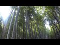 Bambusz erd