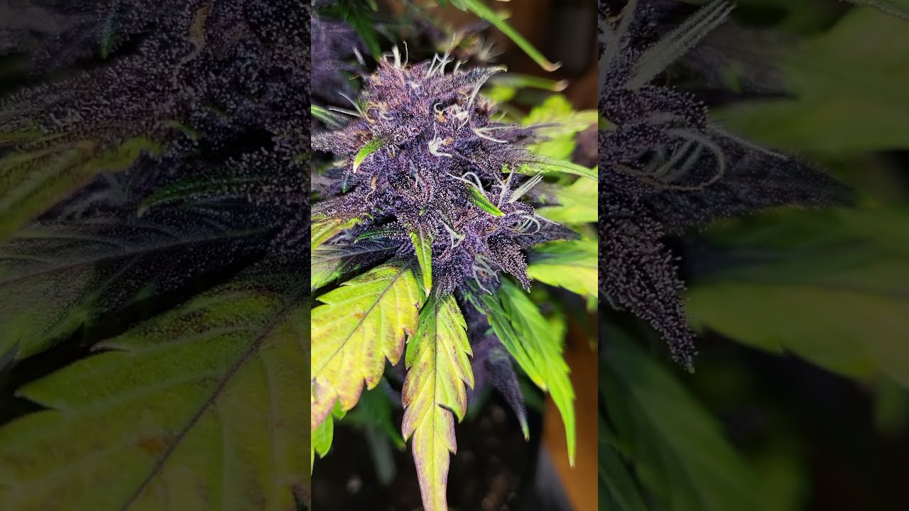 Purple Lemonade from Fastbuds.