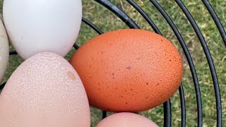 Just an egg covering vlog!Come hang out! #chickens #chickenkeeping #purelychickens #backyardchickens