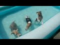 Fox Terriers at a Pool Party