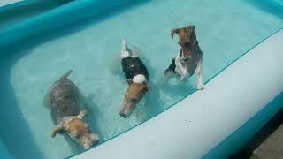 Fox Terriers at a Pool Party