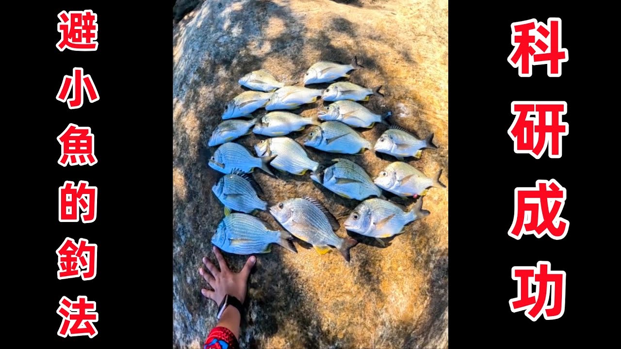 磯釣人必學 完美避小魚的釣法 科研成功 全遊動 #磯釣 #全遊動 #釣魚 縮圖