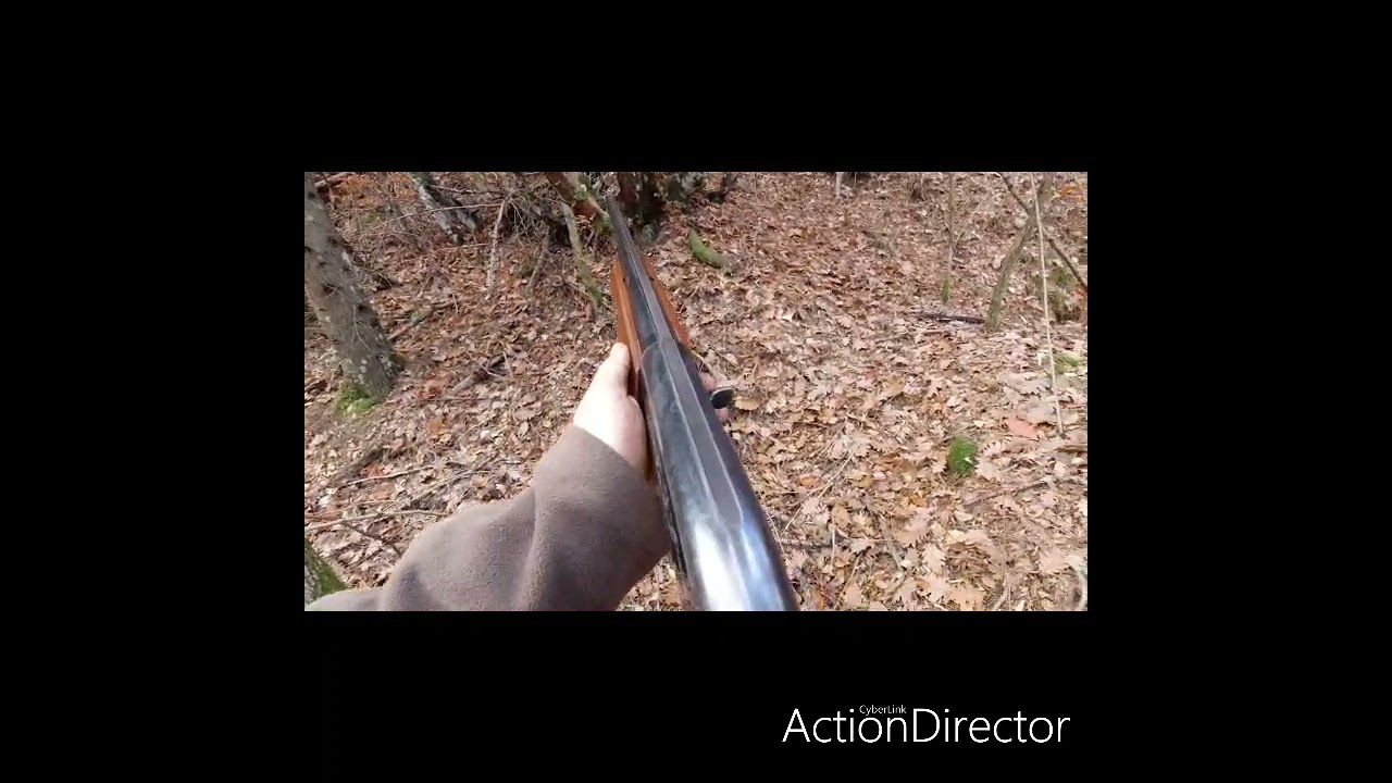 Αγριογούρουνο με Kurzhaar!(MAMBA)#mamba #kurzhaar #hunting